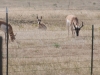 Antelope at our fence